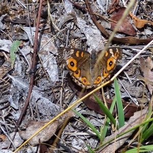 Junonia villida (Meadow Argus) at Lerida, NSW by trevorpreston