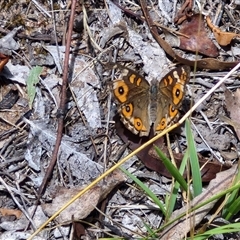 Junonia villida at Lerida, NSW - 17 Jan 2025