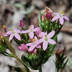 Centaurium erythraea at Lerida, NSW - 17 Jan 2025 by trevorpreston