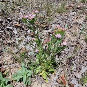 Centaurium erythraea at Lerida, NSW - 17 Jan 2025 12:52 PM