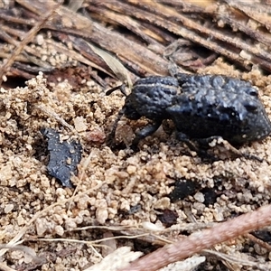 Sosytelus pithecius (Ground weevil) at Lerida, NSW by trevorpreston