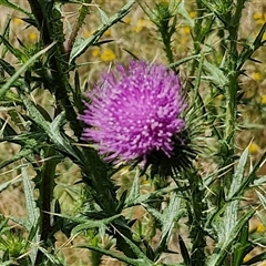 Cirsium vulgare at Lerida, NSW - 17 Jan 2025 by trevorpreston