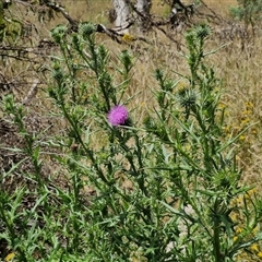 Cirsium vulgare at Lerida, NSW - 17 Jan 2025 12:48 PM