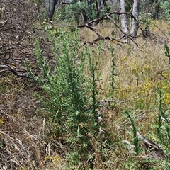 Cirsium vulgare at Lerida, NSW - 17 Jan 2025 12:48 PM