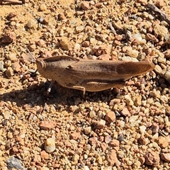 Goniaea australasiae (Gumleaf grasshopper) at Melba, ACT - 17 Jan 2025 by LD12