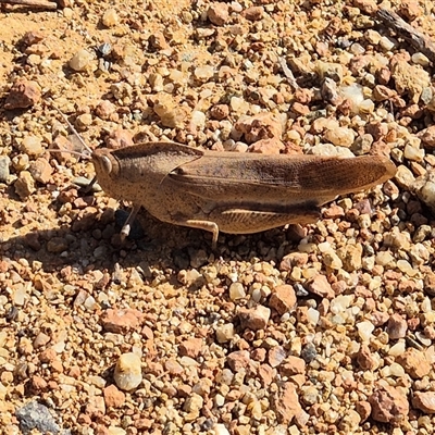 Goniaea australasiae (Gumleaf grasshopper) at Melba, ACT - 17 Jan 2025 by LD12