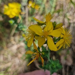 Hypericum perforatum at Lerida, NSW by trevorpreston