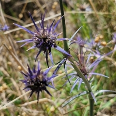 Eryngium ovinum at Lerida, NSW - 17 Jan 2025 by trevorpreston