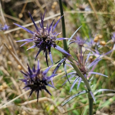 Eryngium ovinum (Blue Devil) at Lerida, NSW - 17 Jan 2025 by trevorpreston