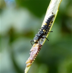 Cleobora mellyi (Southern Ladybird) at West Hobart, TAS - 17 Jan 2025 by VanessaC