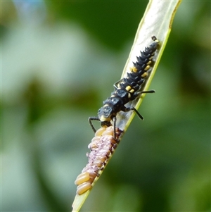 Cleobora mellyi at West Hobart, TAS by VanessaC