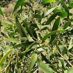 Acacia doratoxylon at Lerida, NSW - 17 Jan 2025 by trevorpreston