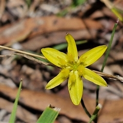 Tricoryne elatior at Lerida, NSW - 17 Jan 2025 by trevorpreston