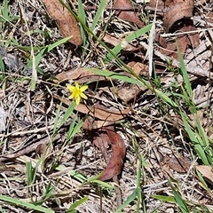 Tricoryne elatior at Lerida, NSW - 17 Jan 2025