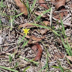 Tricoryne elatior at Lerida, NSW - 17 Jan 2025