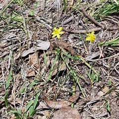 Tricoryne elatior at Lerida, NSW - 17 Jan 2025