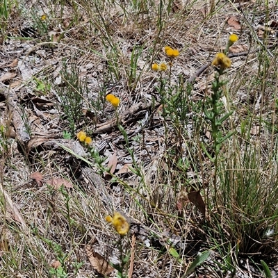 Chrysocephalum apiculatum (Common Everlasting) at Lerida, NSW - 17 Jan 2025 by trevorpreston