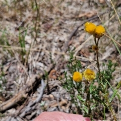 Chrysocephalum apiculatum at Lerida, NSW - 17 Jan 2025 12:41 PM