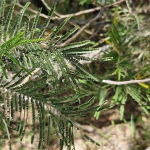 Acacia decurrens at Lerida, NSW by trevorpreston