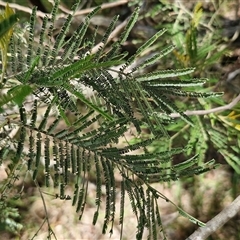 Acacia mearnsii at Lerida, NSW - 17 Jan 2025 12:41 PM