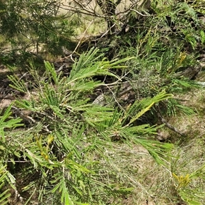 Acacia mearnsii at Lerida, NSW - 17 Jan 2025 12:41 PM