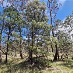 Acacia mearnsii at Lerida, NSW - 17 Jan 2025 12:41 PM