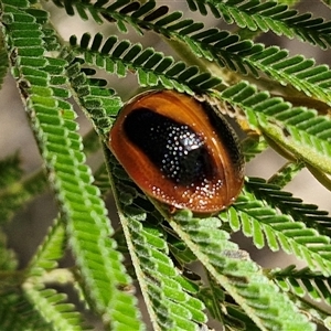 Dicranosterna immaculata (Acacia leaf beetle) at Lerida, NSW by trevorpreston