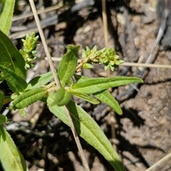 Persicaria prostrata (Creeping Knotweed) at Lerida, NSW - 17 Jan 2025 by trevorpreston