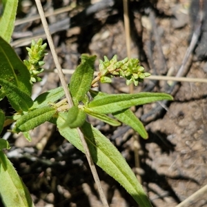 Unidentified Other Wildflower or Herb at Lerida, NSW by trevorpreston