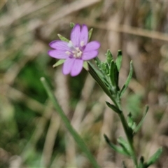 Epilobium billardiereanum (Willowherb) at Lerida, NSW - 17 Jan 2025 by trevorpreston