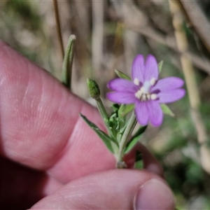 Epilobium billardiereanum at Lerida, NSW - 17 Jan 2025 12:37 PM