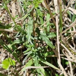 Epilobium billardiereanum at Lerida, NSW - 17 Jan 2025 12:37 PM