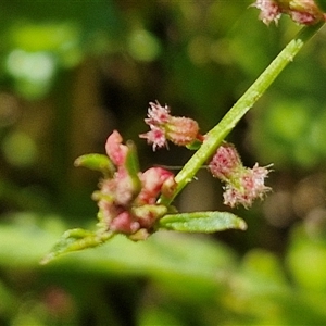 Gonocarpus micranthus at Lerida, NSW by trevorpreston