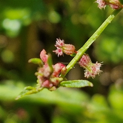 Haloragis heterophylla (Variable Raspwort) at Lerida, NSW - 17 Jan 2025 by trevorpreston