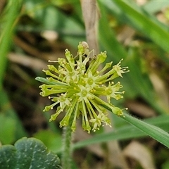 Hydrocotyle laxiflora (Stinking Pennywort) at Lerida, NSW - 17 Jan 2025 by trevorpreston