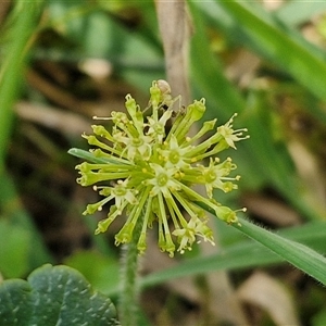 Hydrocotyle laxiflora at Lerida, NSW by trevorpreston