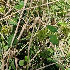 Hydrocotyle laxiflora at Lerida, NSW - 17 Jan 2025 12:35 PM