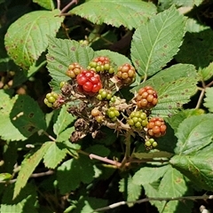 Rubus anglocandicans (Blackberry) at Lerida, NSW - 17 Jan 2025 by trevorpreston