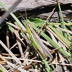 Bermius brachycerus (A grasshopper) at Lerida, NSW - 17 Jan 2025 by trevorpreston