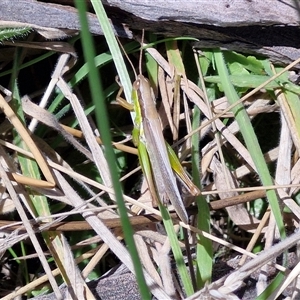 Bermius brachycerus at Lerida, NSW - 17 Jan 2025