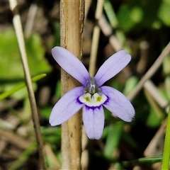 Isotoma fluviatilis subsp. australis at Lerida, NSW - 17 Jan 2025 by trevorpreston