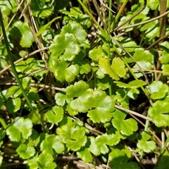 Hydrocotyle sibthorpioides (A Pennywort) at Lerida, NSW - 17 Jan 2025 by trevorpreston