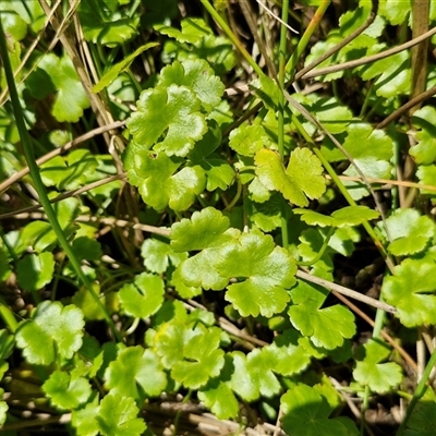 Hydrocotyle sibthorpioides (A Pennywort) at Lerida, NSW - 17 Jan 2025 by trevorpreston