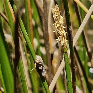 Eleocharis acuta (Common Spike-rush) at Lerida, NSW by trevorpreston