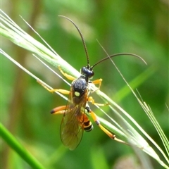 Ichneumonidae (family) at West Hobart, TAS - 17 Jan 2025 by VanessaC