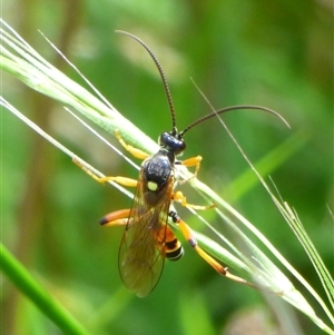 Ichneumonidae (family) at West Hobart, TAS by VanessaC