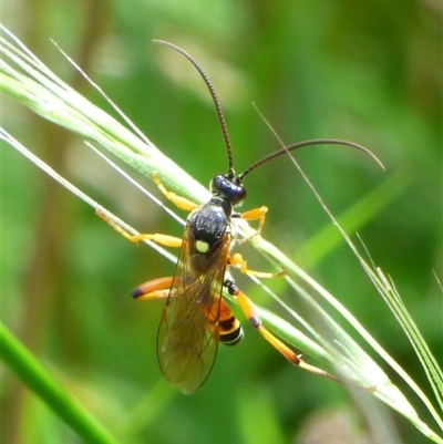 Ichneumonidae (family) at West Hobart, TAS - 17 Jan 2025 by VanessaC