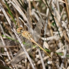 Diplacodes bipunctata (Wandering Percher) at Lerida, NSW - 17 Jan 2025 by trevorpreston