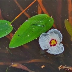 Ottelia ovalifolia subsp. ovalifolia (Swamp Lily) at Lerida, NSW - 17 Jan 2025 by trevorpreston