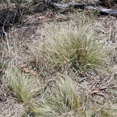 Nassella trichotoma (Serrated Tussock) at Lerida, NSW - 17 Jan 2025 by trevorpreston